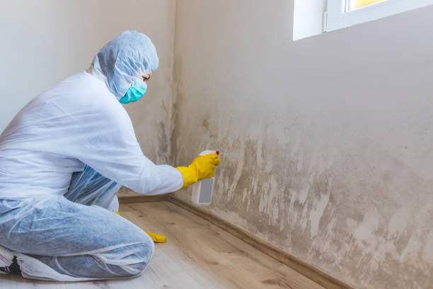 Black mold inspection in Salisbury