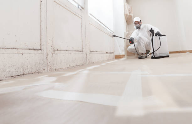 Black mold remediation team in Salisbury